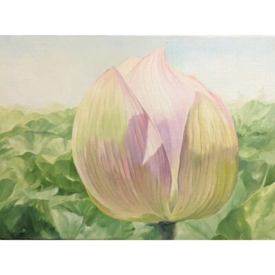 蕾