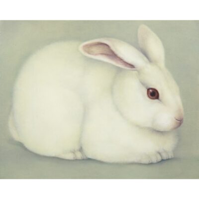 白うさぎ